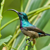 Loten's Sunbird